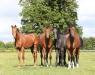 Yearling Colts 2